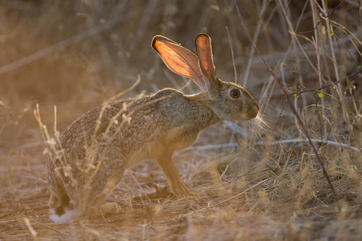 arabian hare.jpg