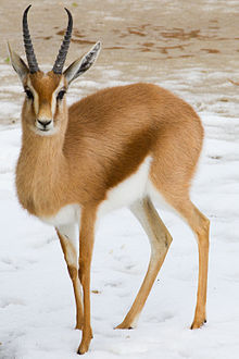 dorcas gazelle.jpg