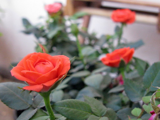 photo 20100311 office flower asagao 008.jpg