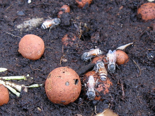 photo 20100922 office garden 001.jpg