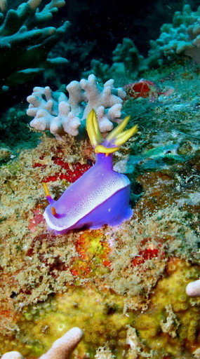 sea slug.jpg